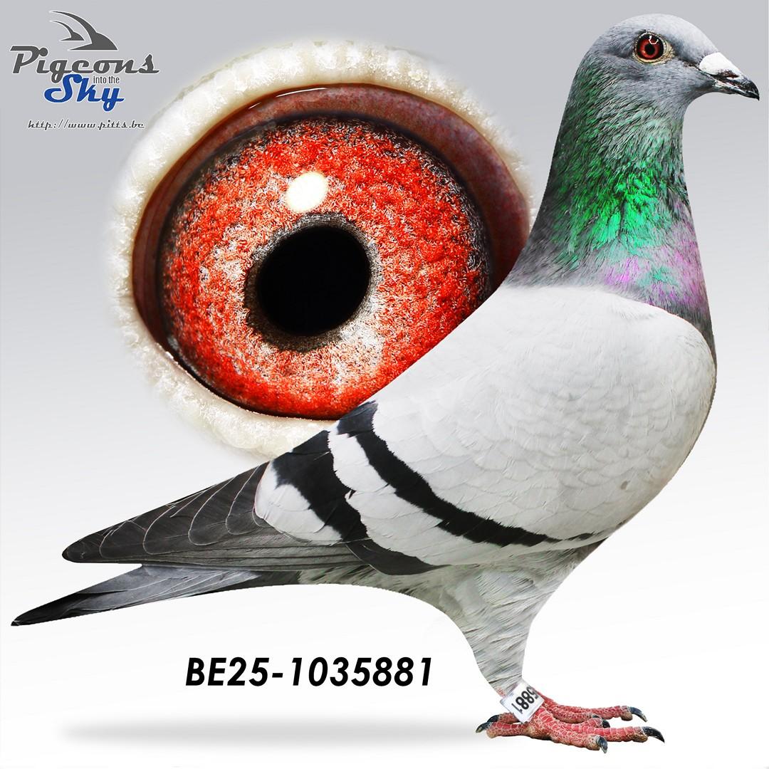 Zus "Le Tulle" : 1° Nat Z C Tulle ( + moeder GRATIS: Lot 14)