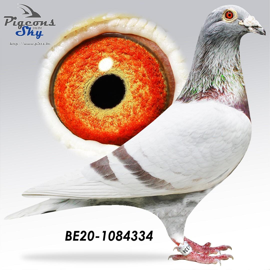 Kleinzoon Blauwe Agen (Peiren Noel) : 12° Nationaal Agen 