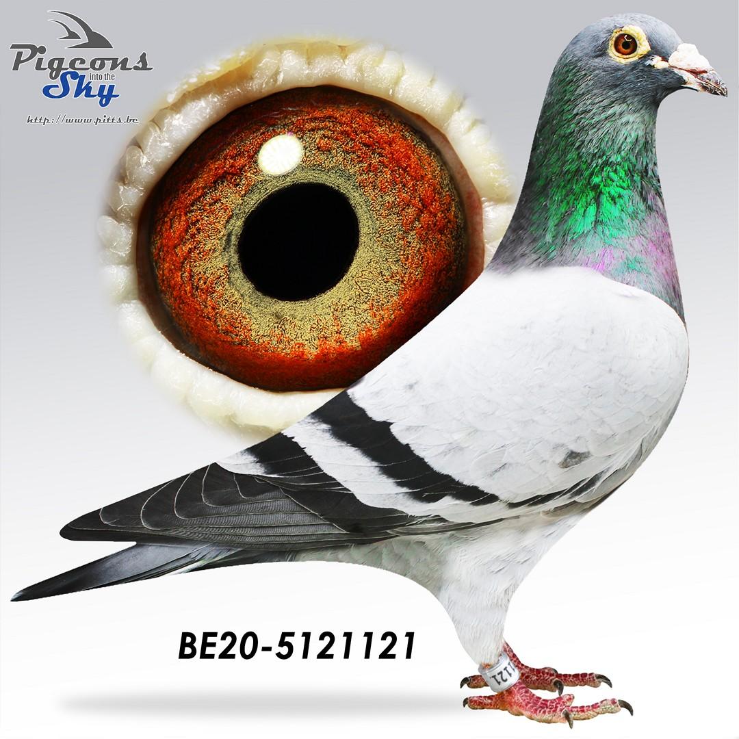 Zoon "Marseille Evan" : 6° Nat Marseille 