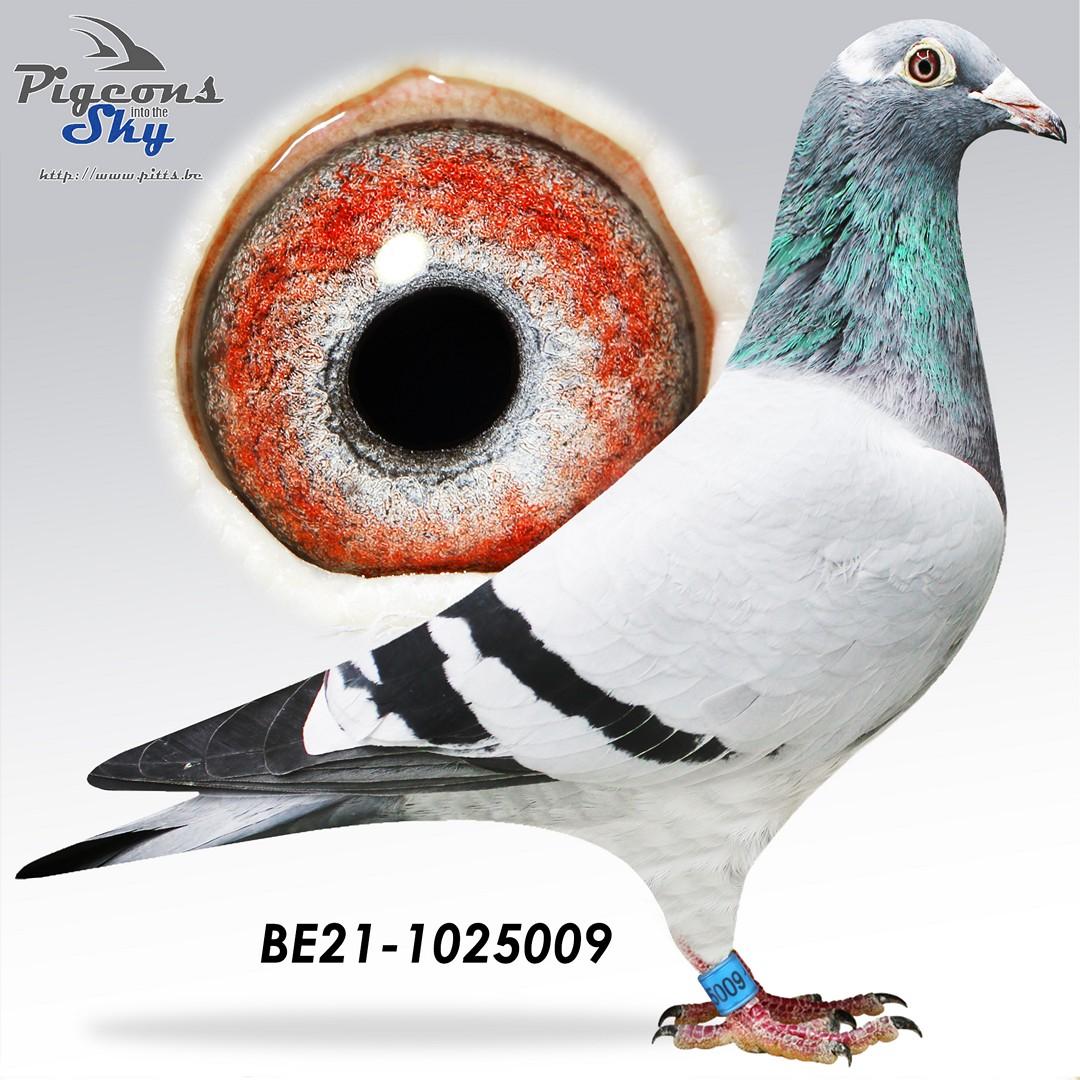 La Parfaite : Dochter uit basiskoppel Big Mac x Jackpot