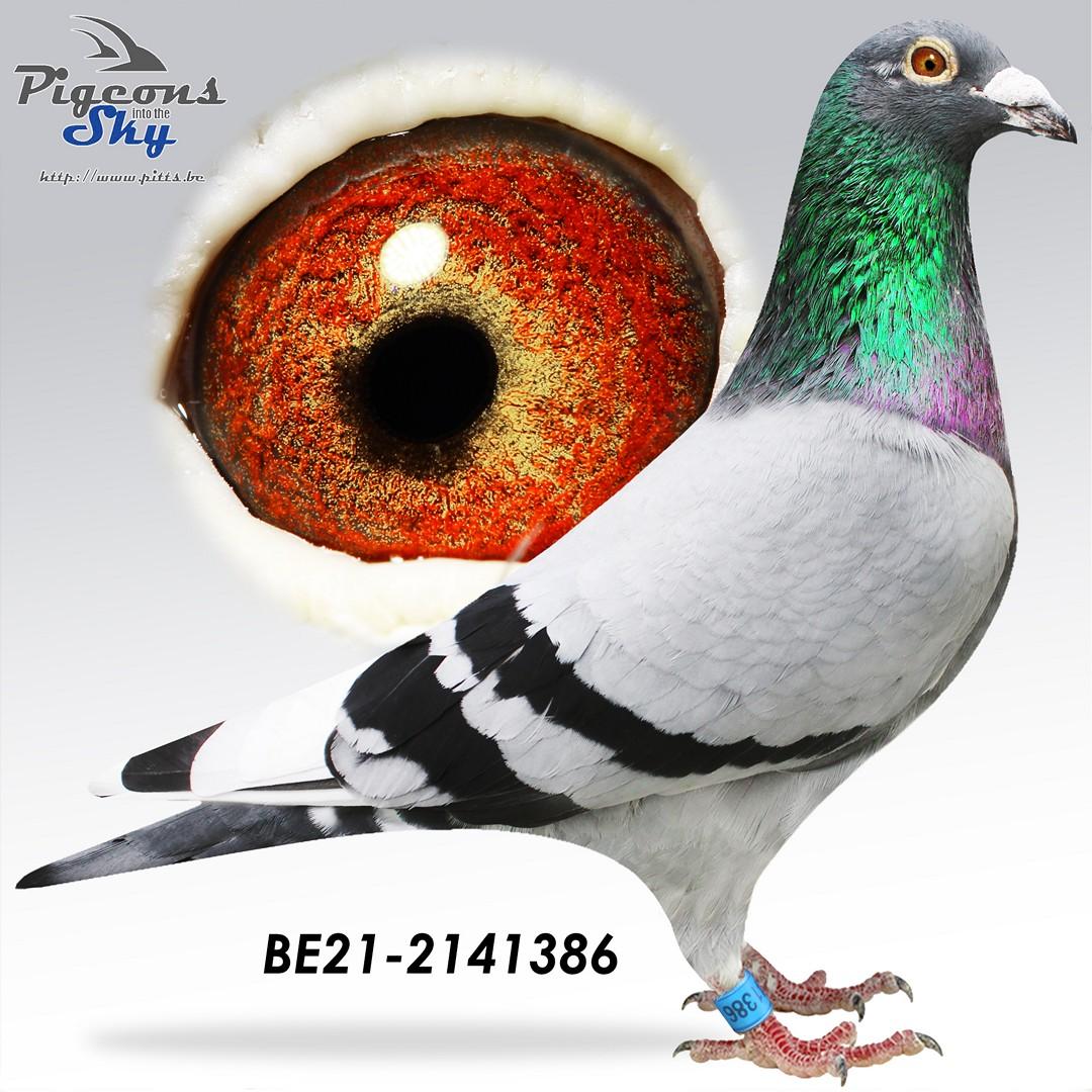 Kleinkind "Loyd" : 1e Internat. Barcelona 15707d.