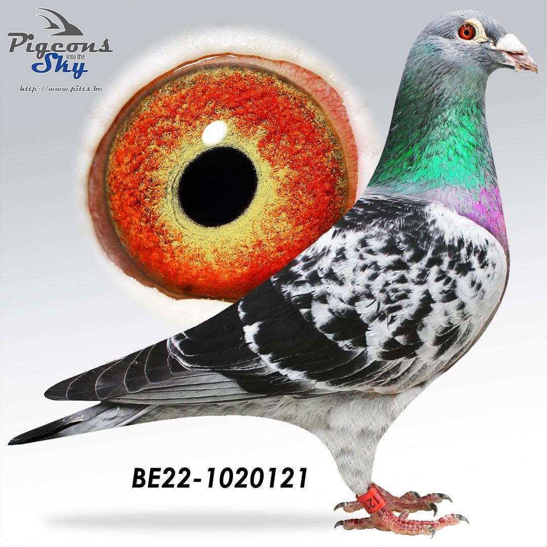 Zoon "De Montelimar": 1. Europese As Marseille '19/'20