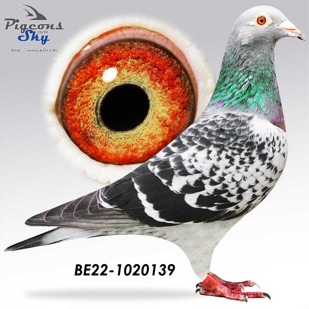 Kleindochter "De Montelimar": 1. Europese As Marseille '19/'20