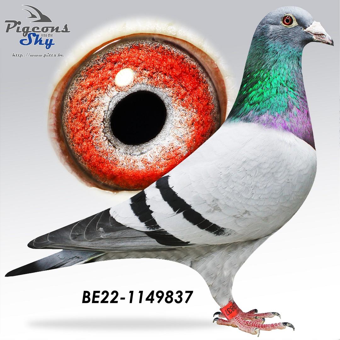 'Perfectulle' zoon "Le Tulle" :  1° Nat Z C Tulle & 1° Prov Tulle