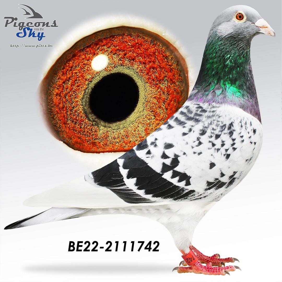 International Dream - TOPAANBIEDING! Kleinzoon 3x 1. Internat - New Laureat, Lloyd & Willeke