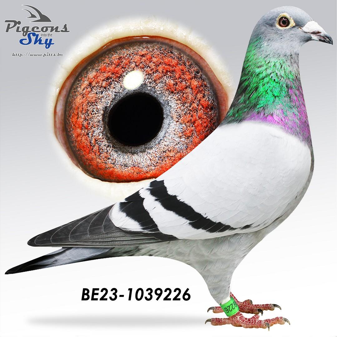 Dochter "Marseille Evan" : 6° Nat Marseille 