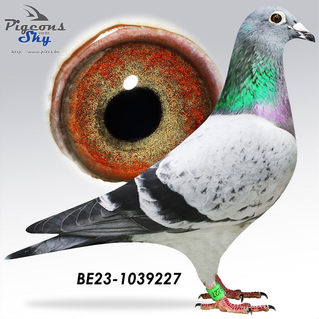 Zoon "Marseille Evan" : 6e Nat Marseille 