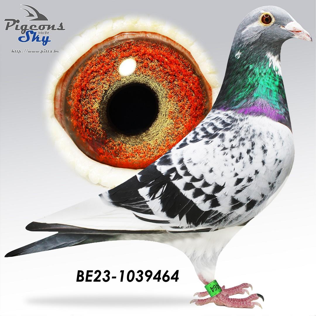 Maxime's Favourite! Zoon "International Dream" x "La Blanche"