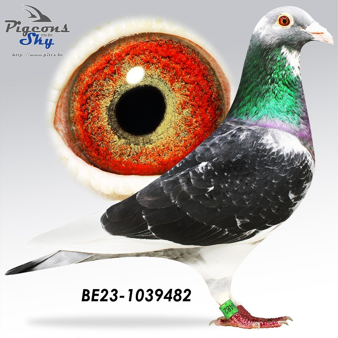 Zoon "International Dream" x "La Blanche"