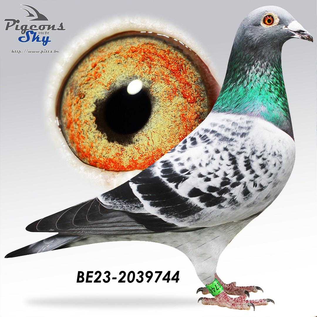 Halfbroer 1. Nat Barcelona 2025 duivinnen / 2e Nat