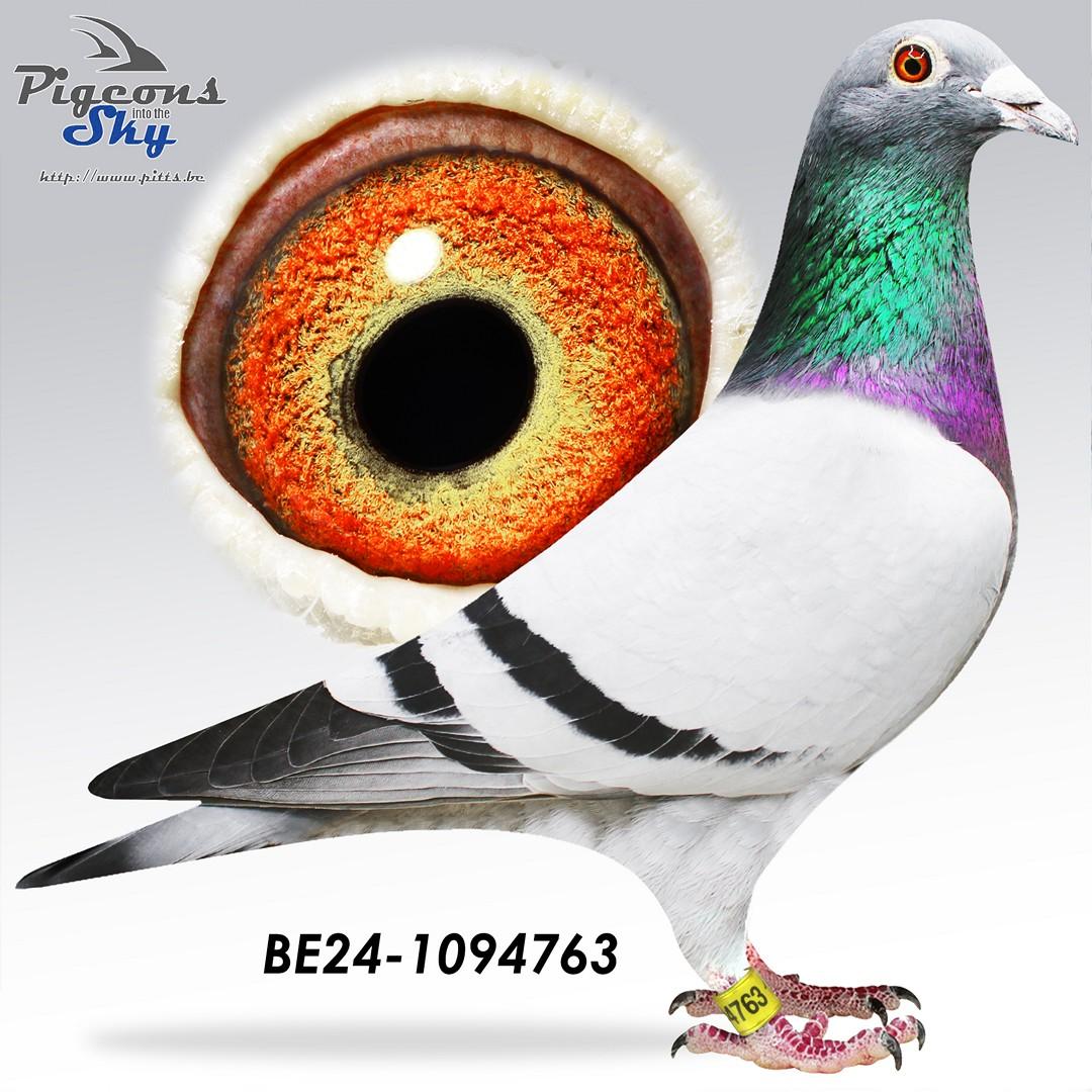 Kleinzoon "Marseille Evan" : 6° nat Marseille 