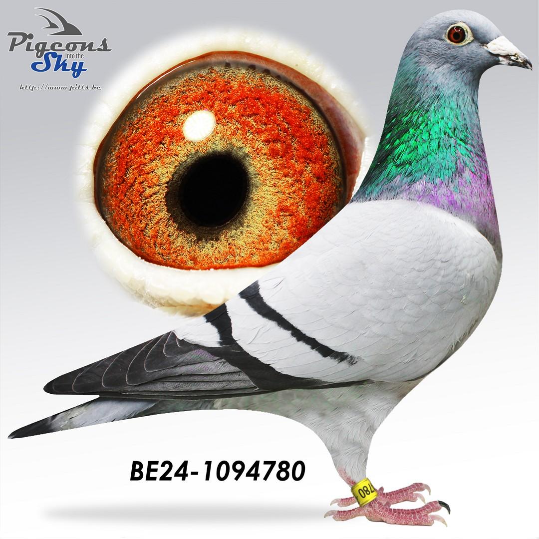 Dochter uit koppel "Zoon New Laureaat" x "Sister Tulle"