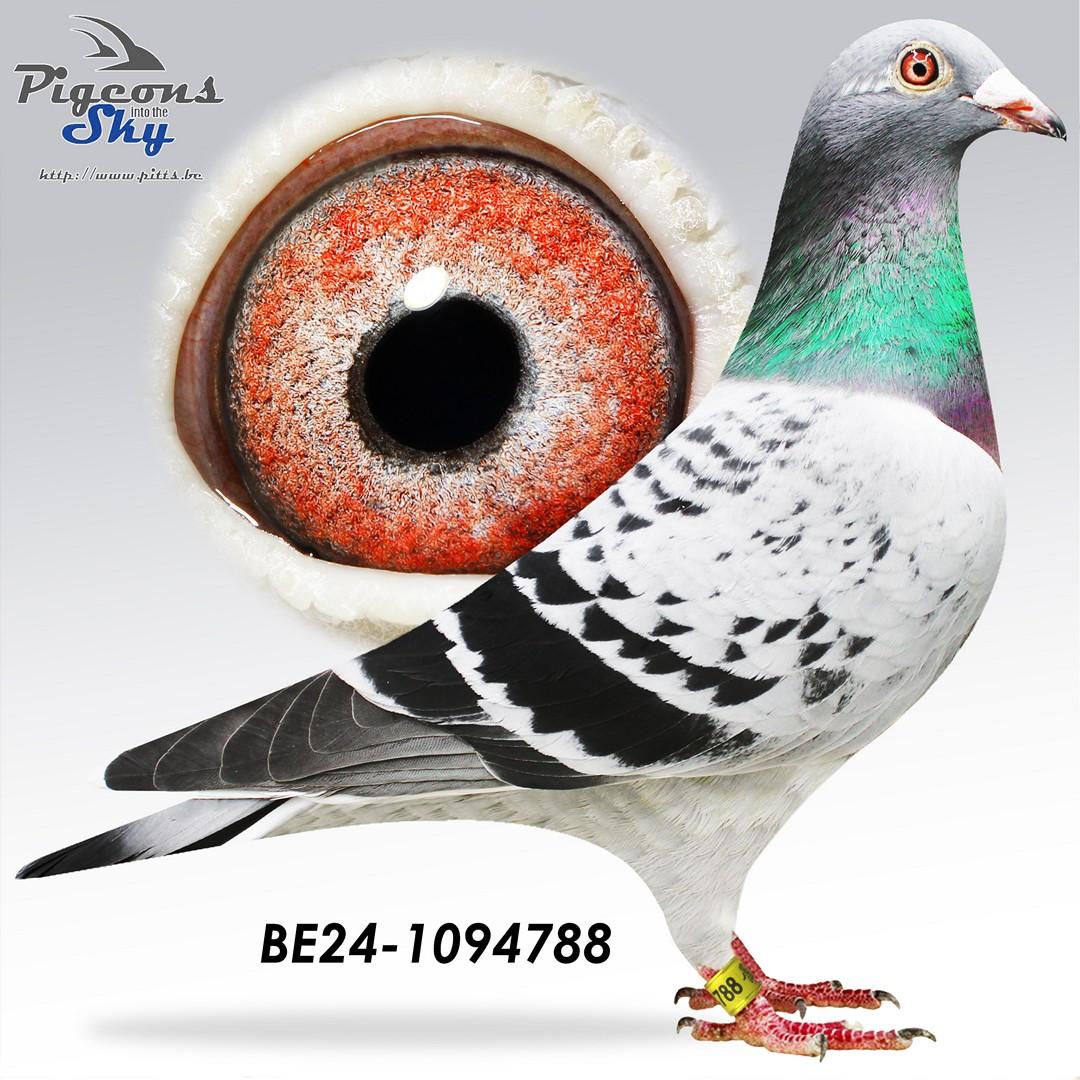 Dochter uit het gouden paar “Big Mac” x “Jackpot”