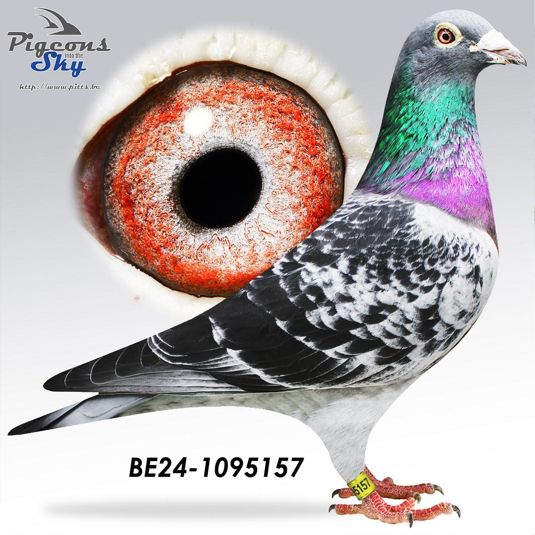 Zoon "Le Tulle" :  1° Nat Z C Tulle & 1° Prov Tulle