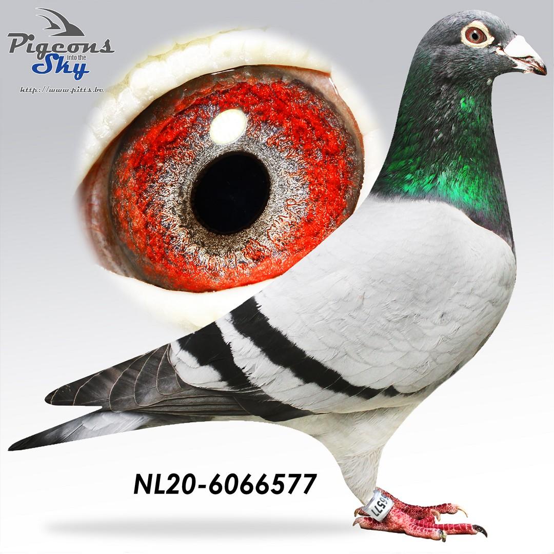 Brth 3e Nat Chateauroux x Sister Firebird