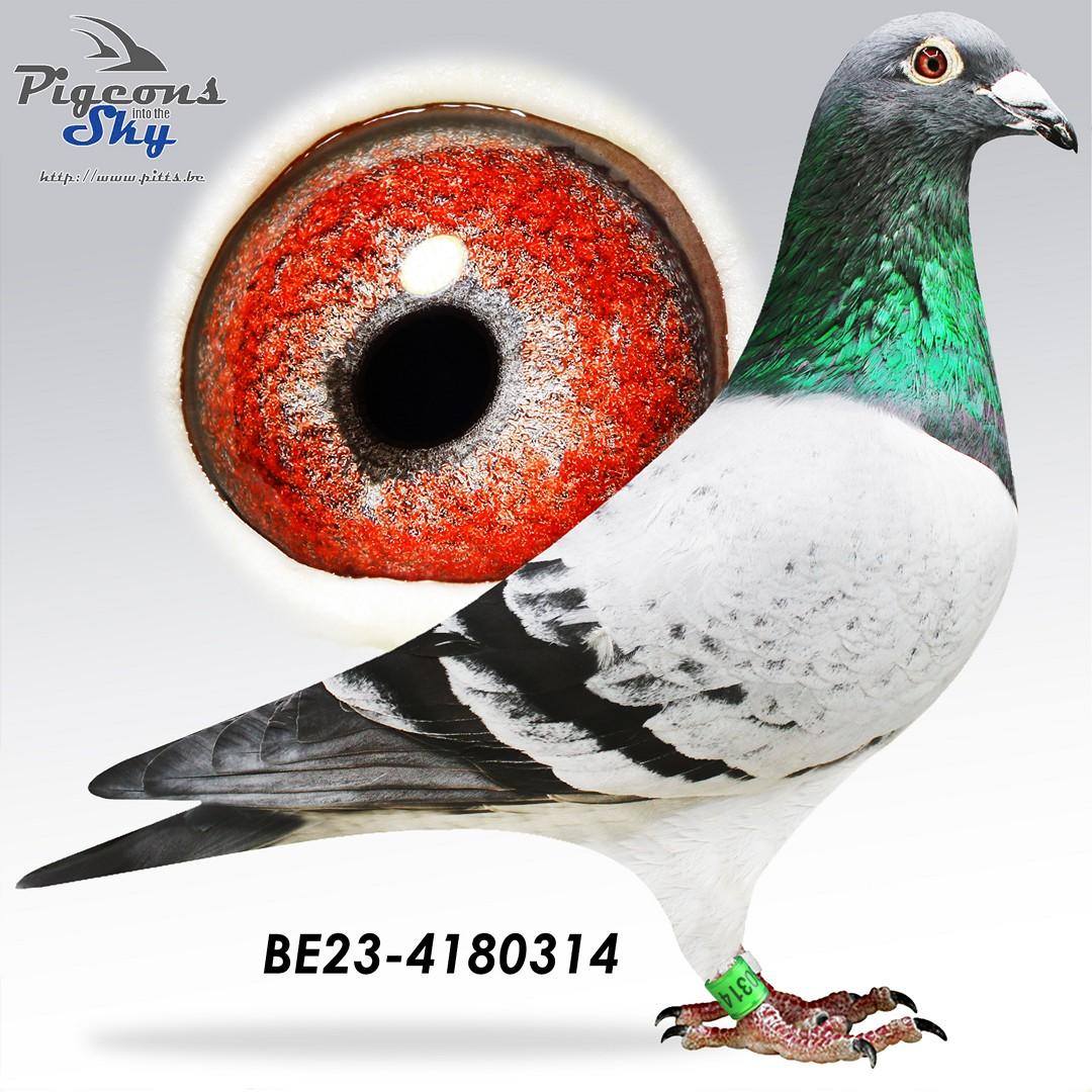 Yellow Eye Goudhaantje x Eagle Souillac