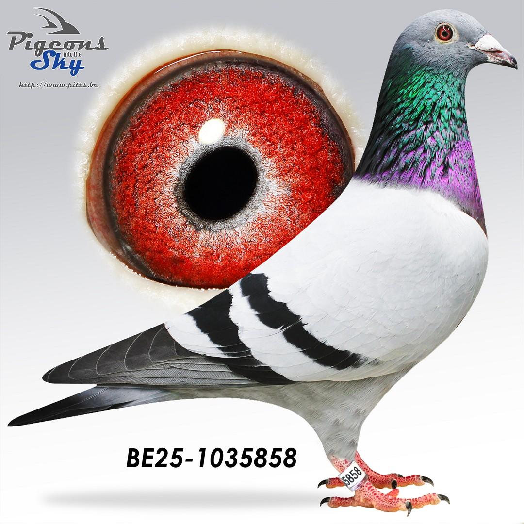 Kleinzoon "Le Tulle" : 1e Nat.Z.C Tulle & 1e Prov. Tulle