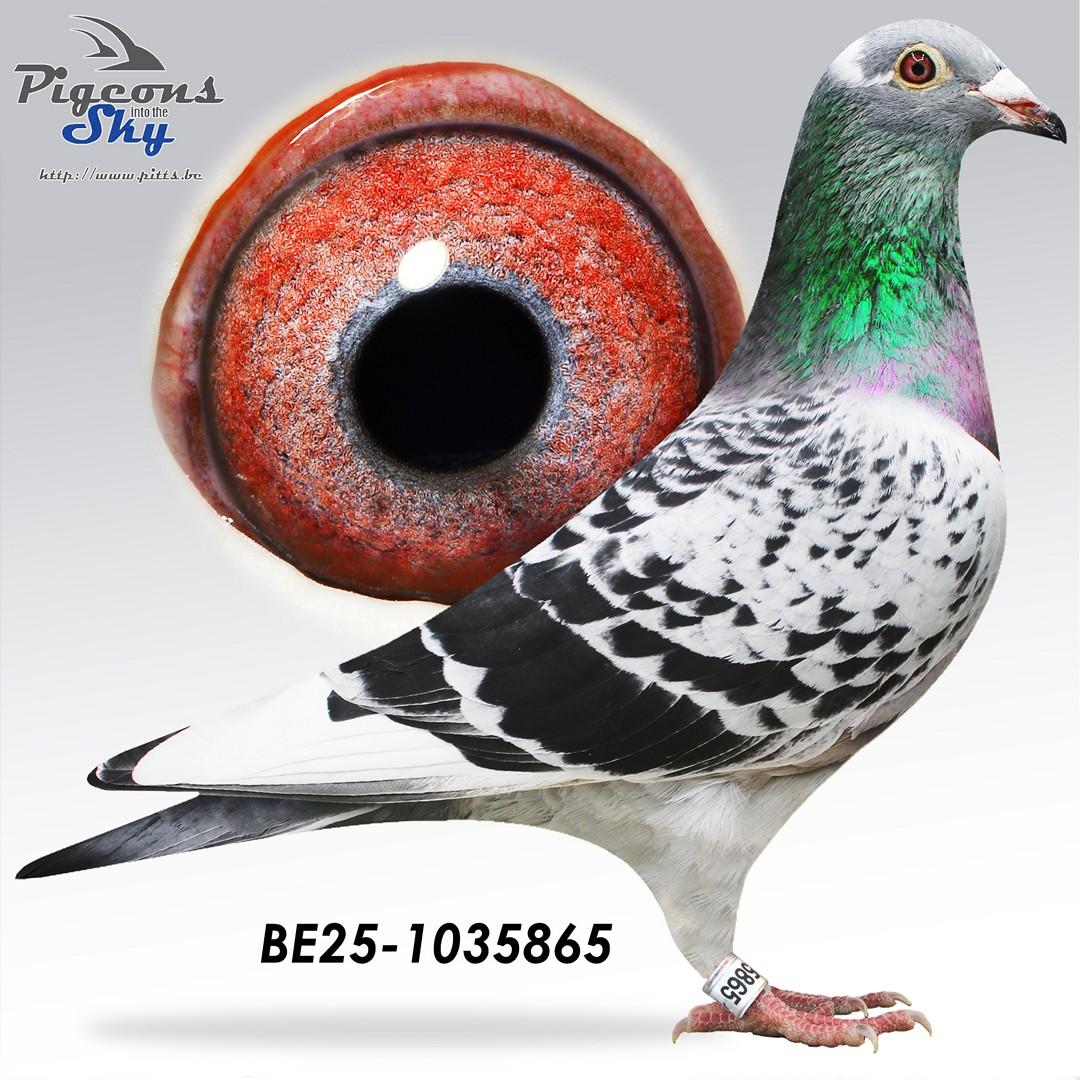 Kind uit : "Zoon Hibernatus" x "Jackpot"