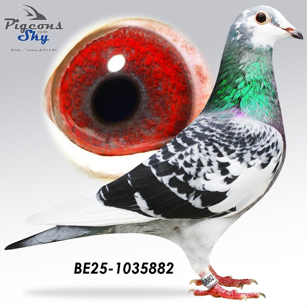 Dochter uit broer 7° & 12° Nat Narbonne