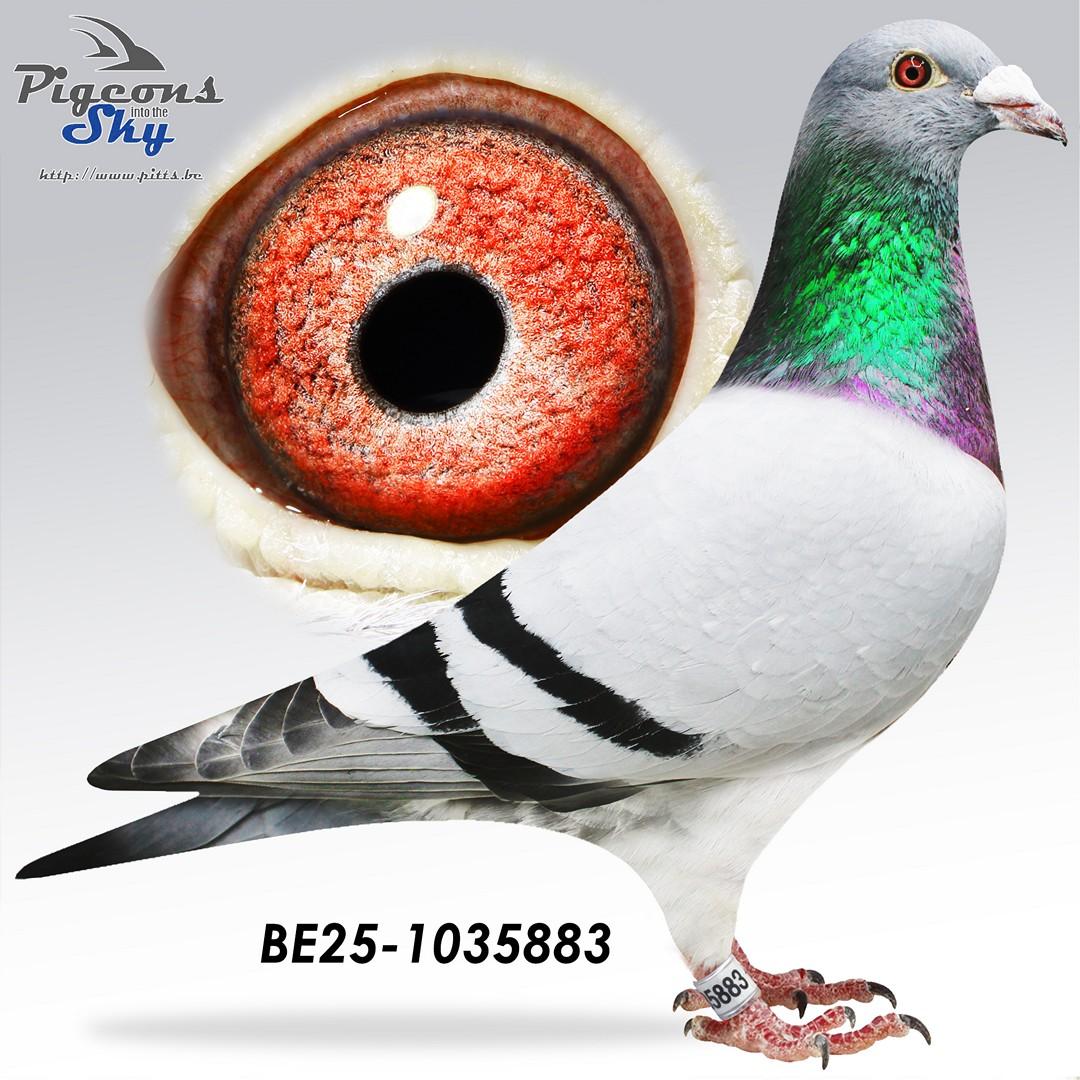 Kind uit "Big 900" x "Sister Tulle"