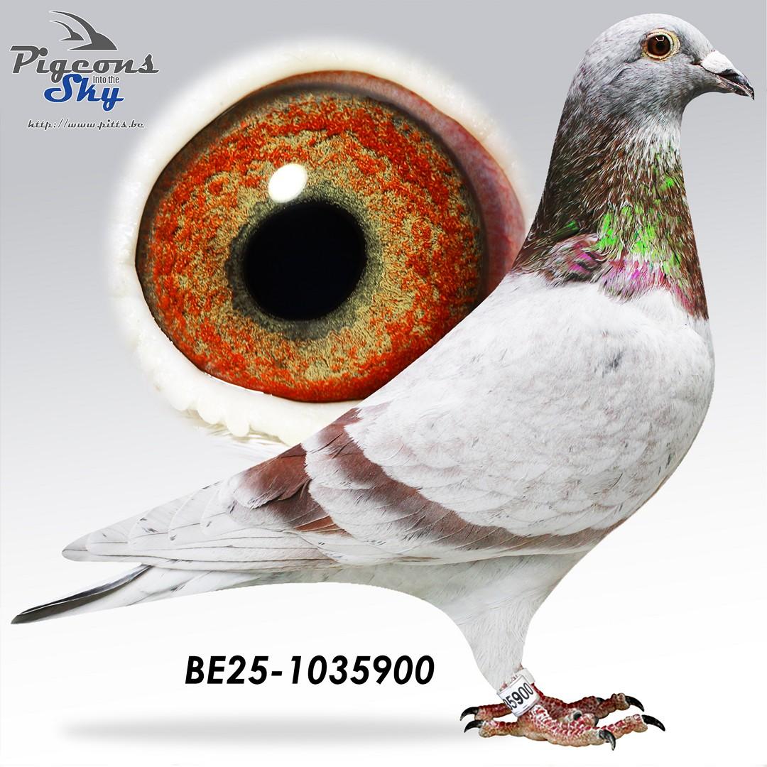 Achterkleinkind : "Loyd" : 1° Internationaal Barcelona 15707d