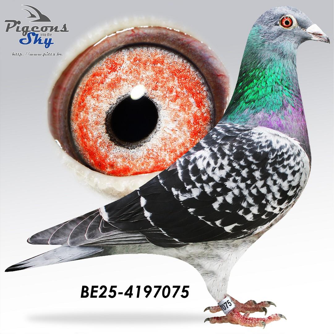 Achterkleinkind 12° Nat Agen 