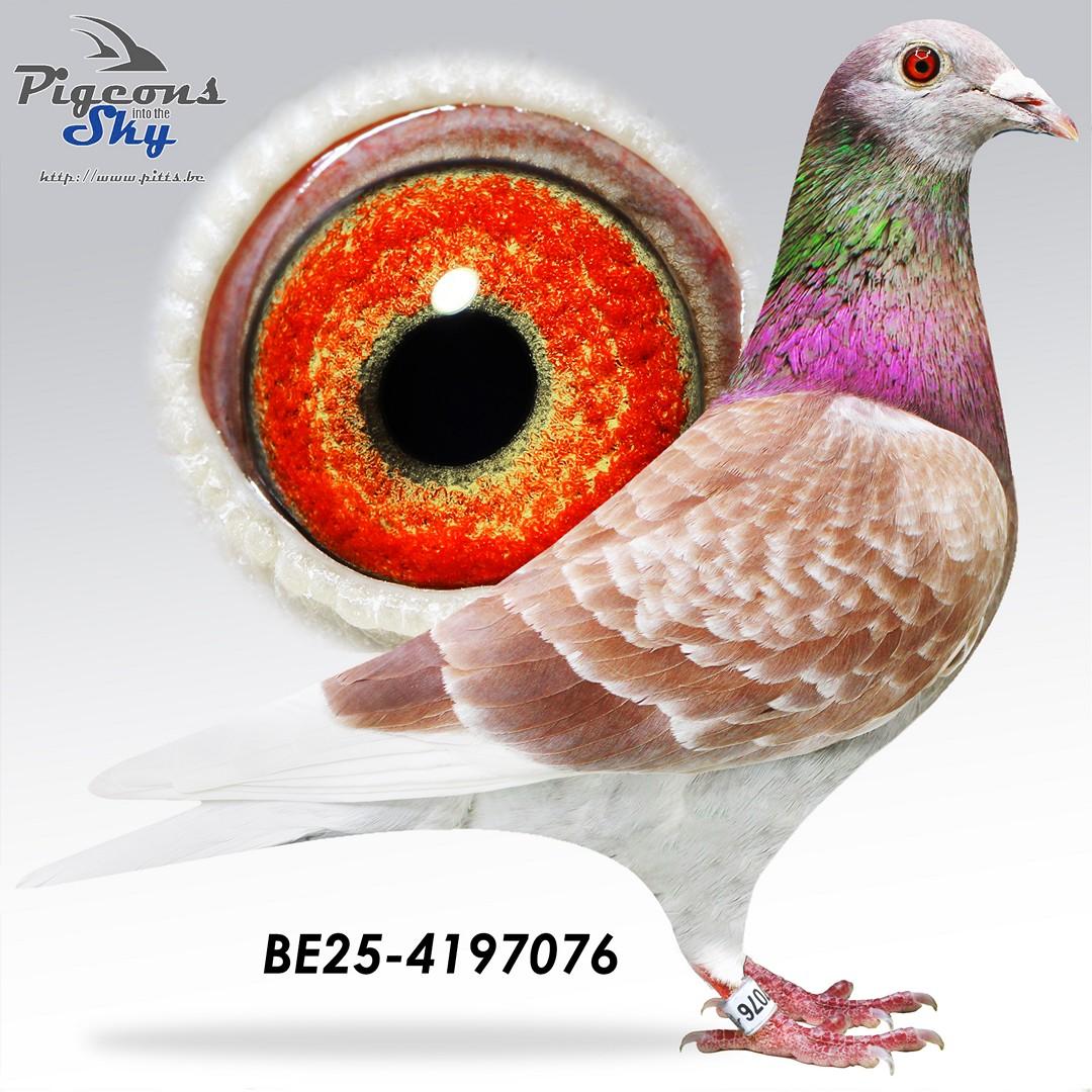 Achterkleinkind 12° Nat Agen 