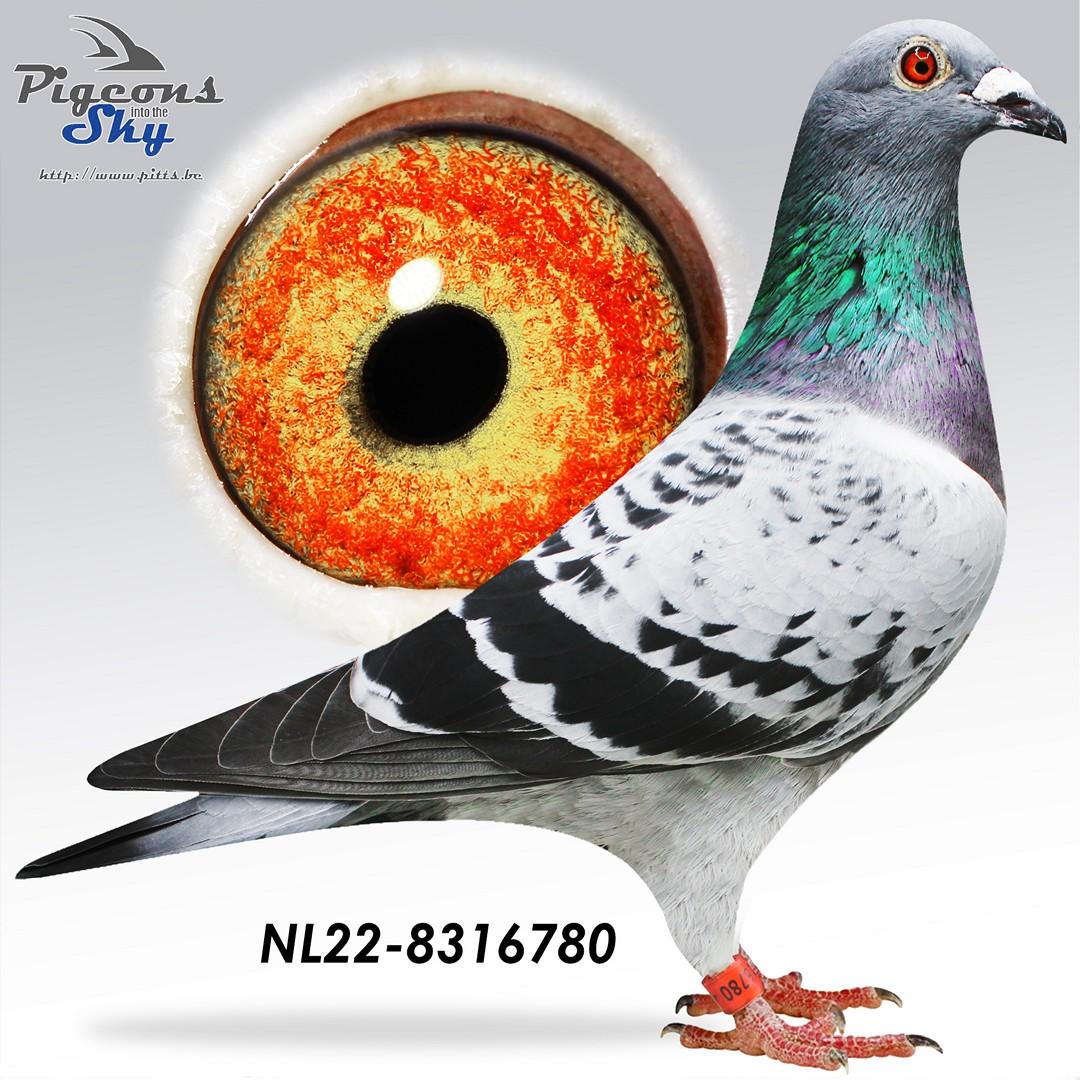 Inteelt "New Laureaat" & halfzus "Jana": 1. Internat Perpignan duivinnen