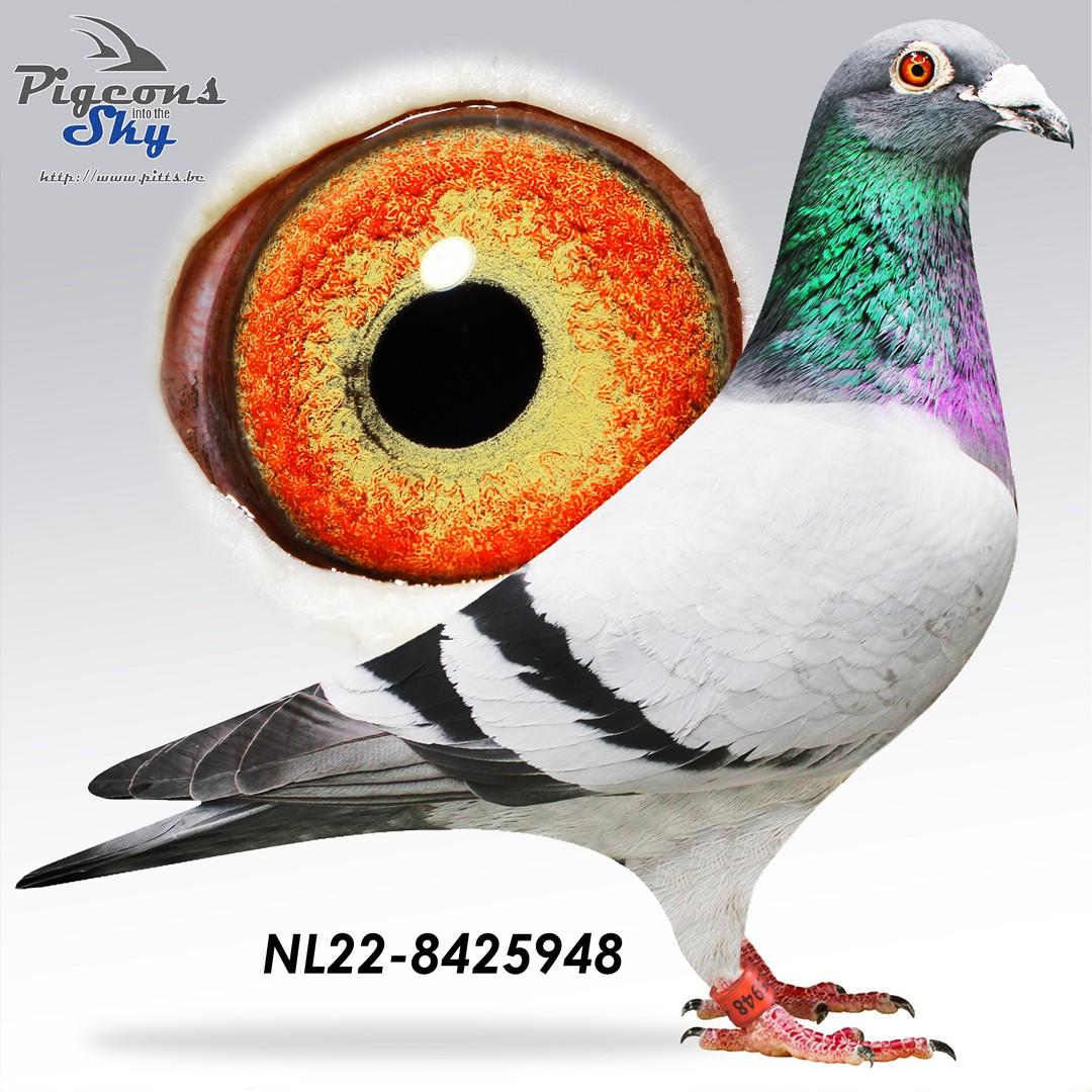 "New Nico", zoon “Nico” : 1° Nat As Barcelona ’21-‘22