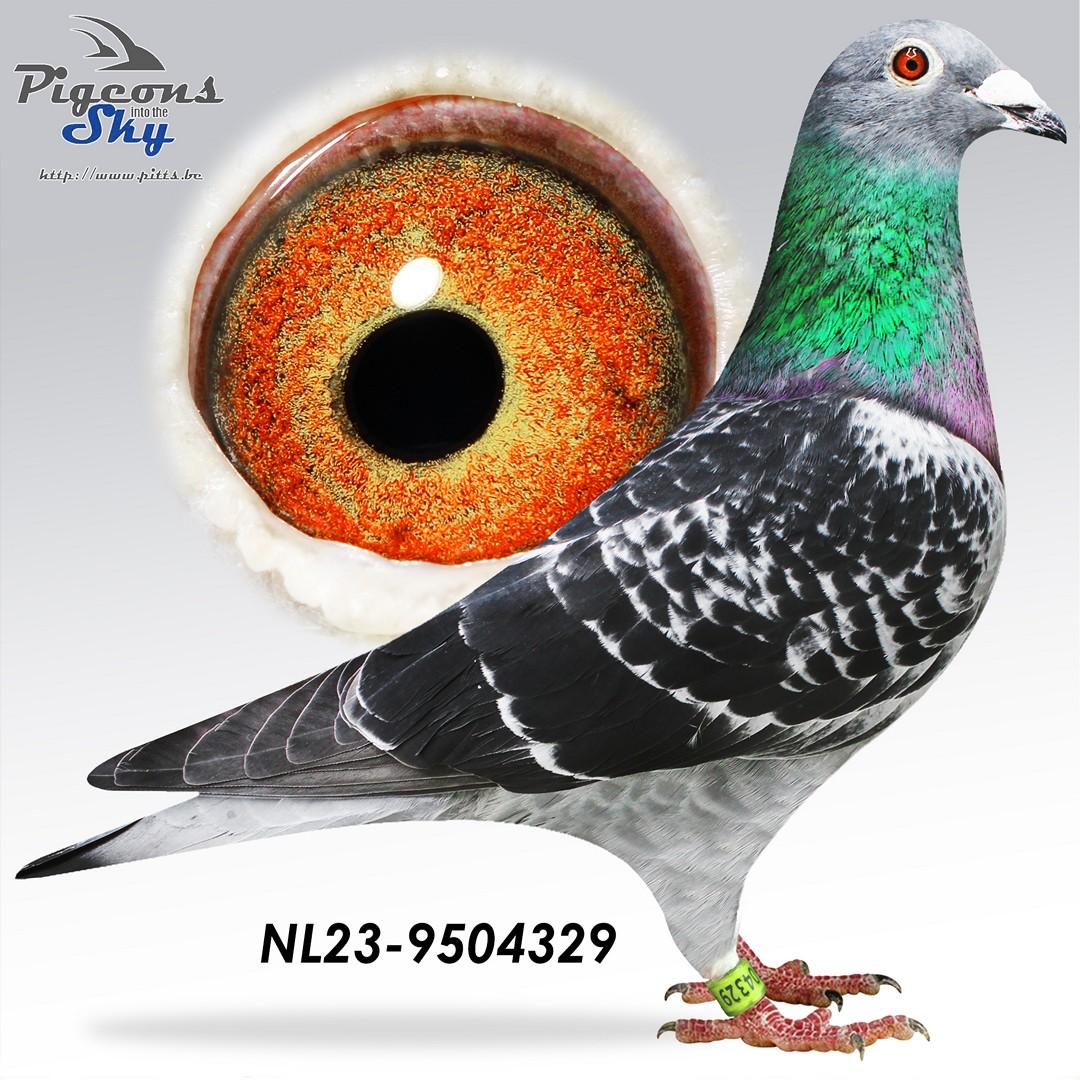 Kleinkind "Sjaak" : 2e Gouden Barcelona duif '17-'19