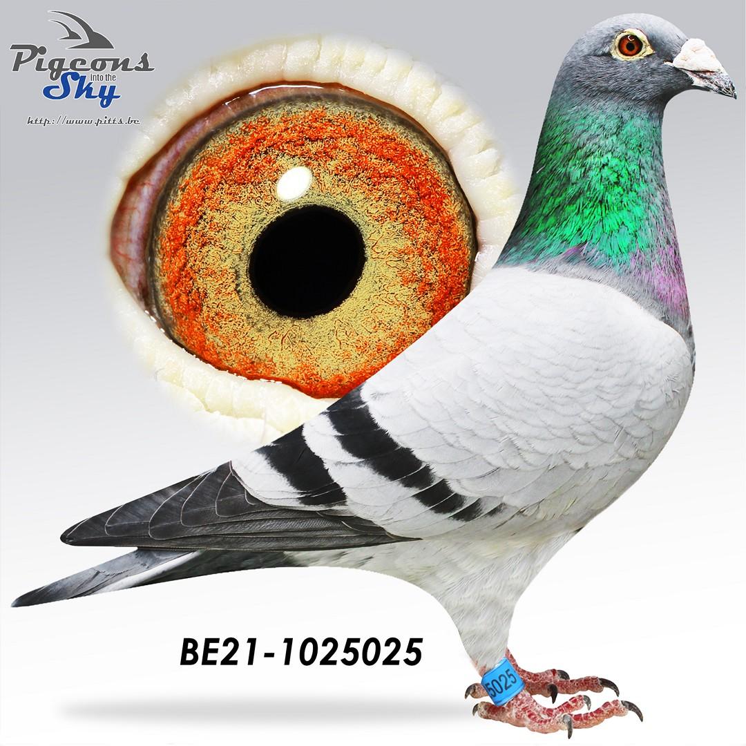 Dochter uit het gouden paar “Big Mac” x “Jackpot”