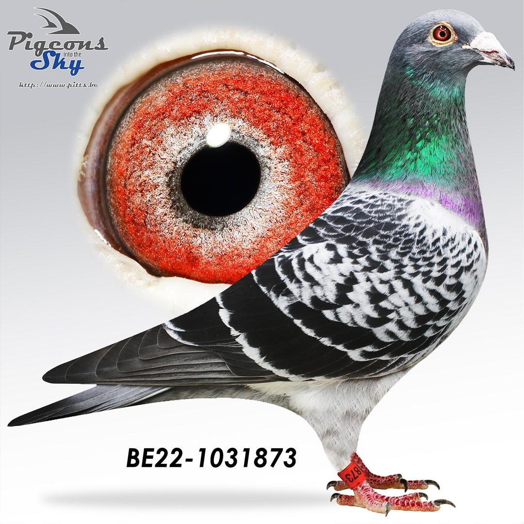 Zoon uit het gouden paar “Big Mac” x “Jackpot”