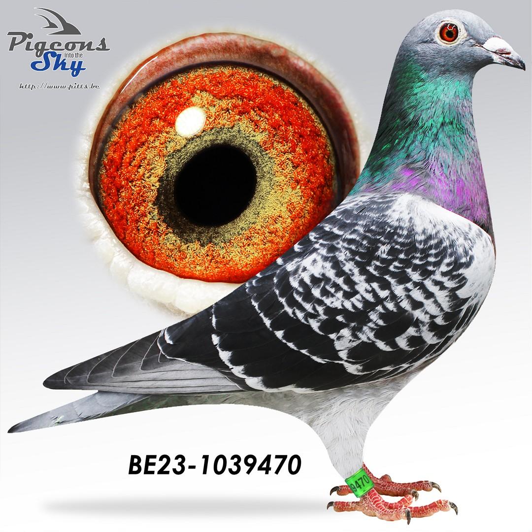 Kind uit broer 7° & 12° Nat Narbonne