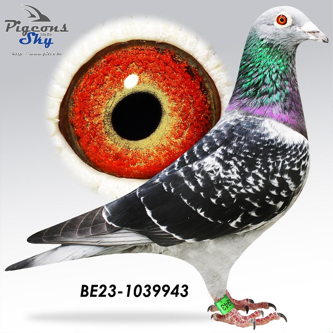 "Guyft 43", Kleinzoon 2e Internationaal Narbonne