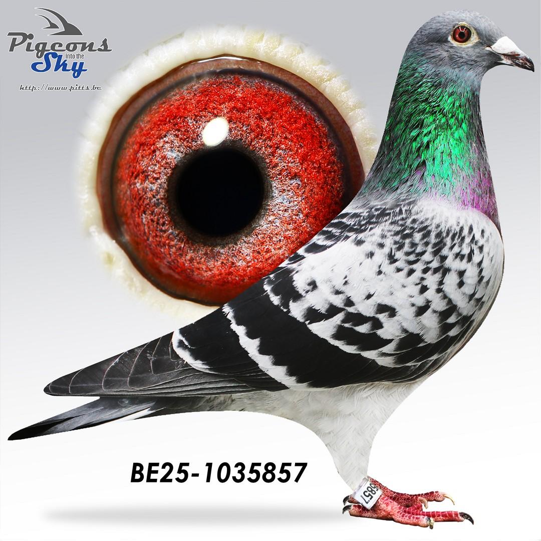 Kind "Le Tulle" :  1° Nat Z C Tulle & 1° Prov Tulle x "Jackpot"