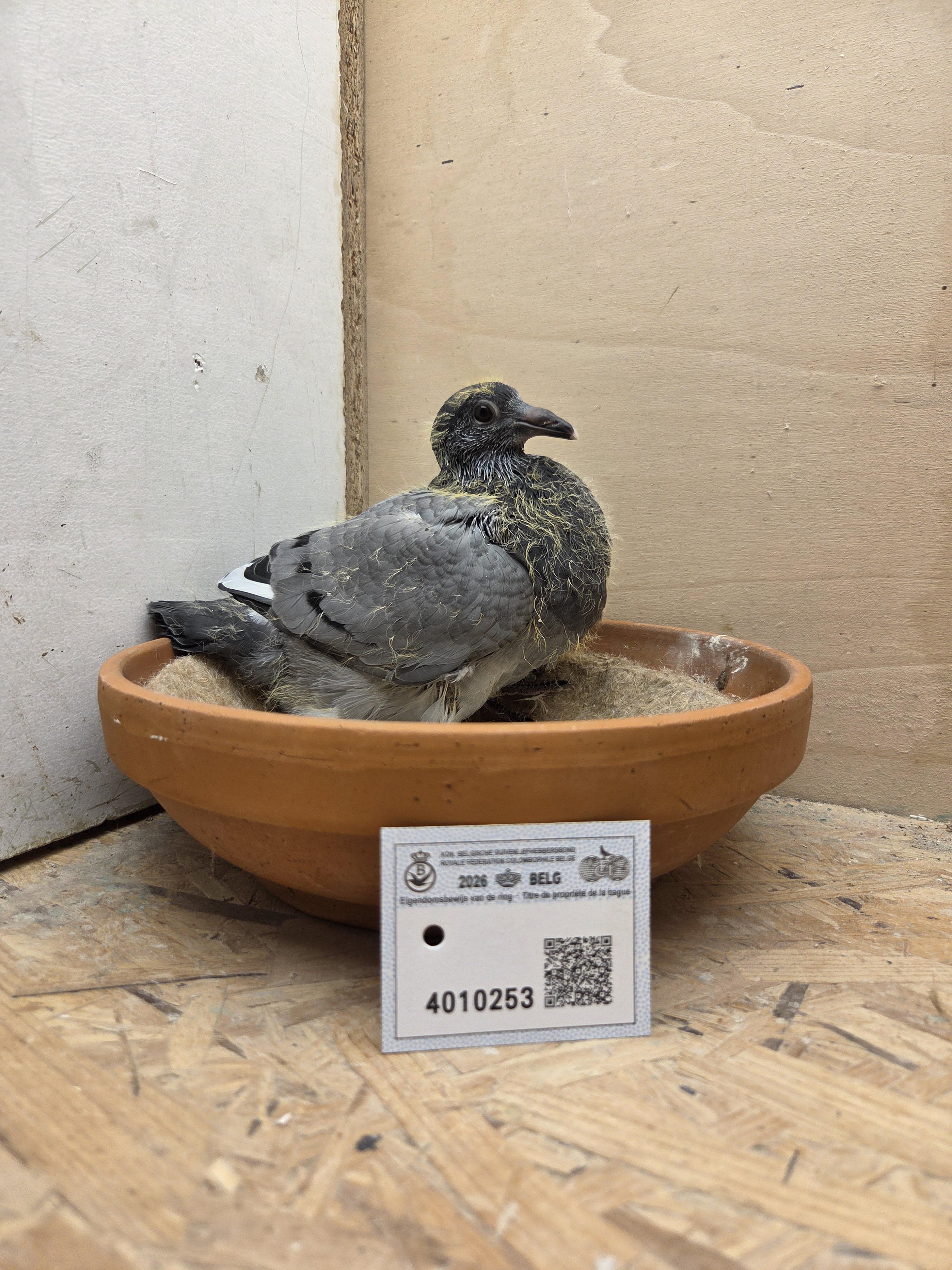 253 - Van Dijck x Van Reeth 