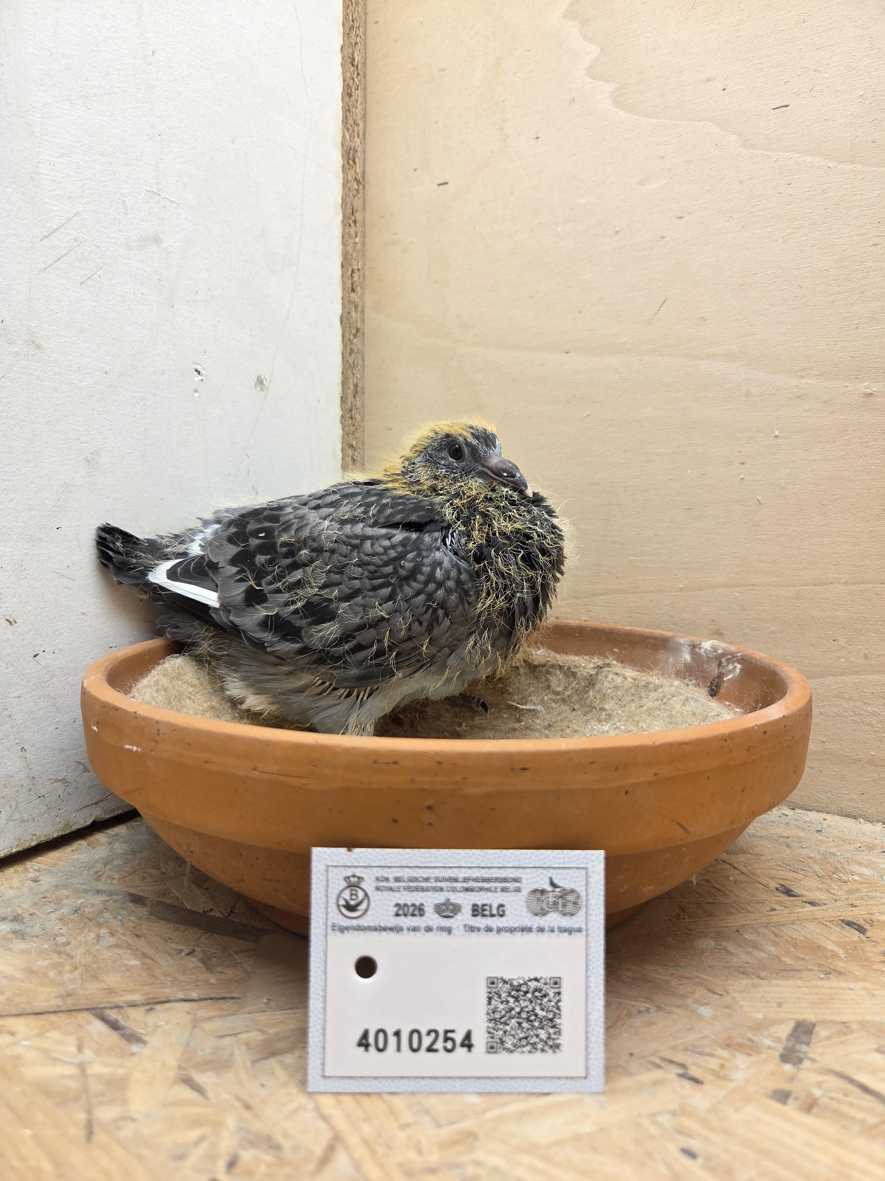 254 - Van Dijck x Van Reeth