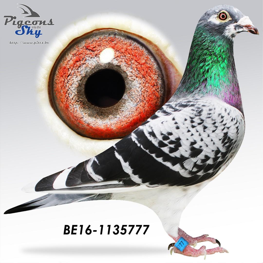 Jackpot 777 / Duif gratis bij Lot 1