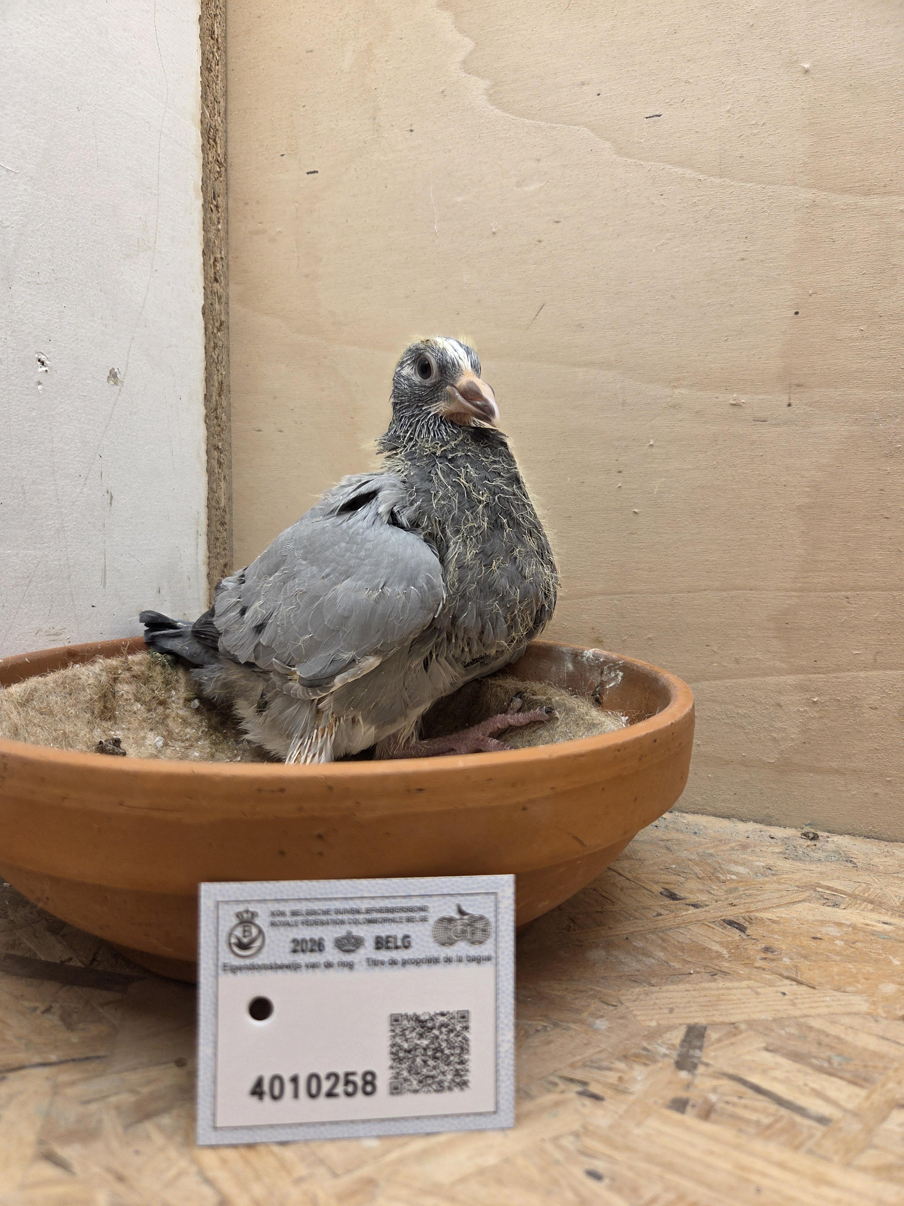 258 - Van Dijck x Porsche-lijn