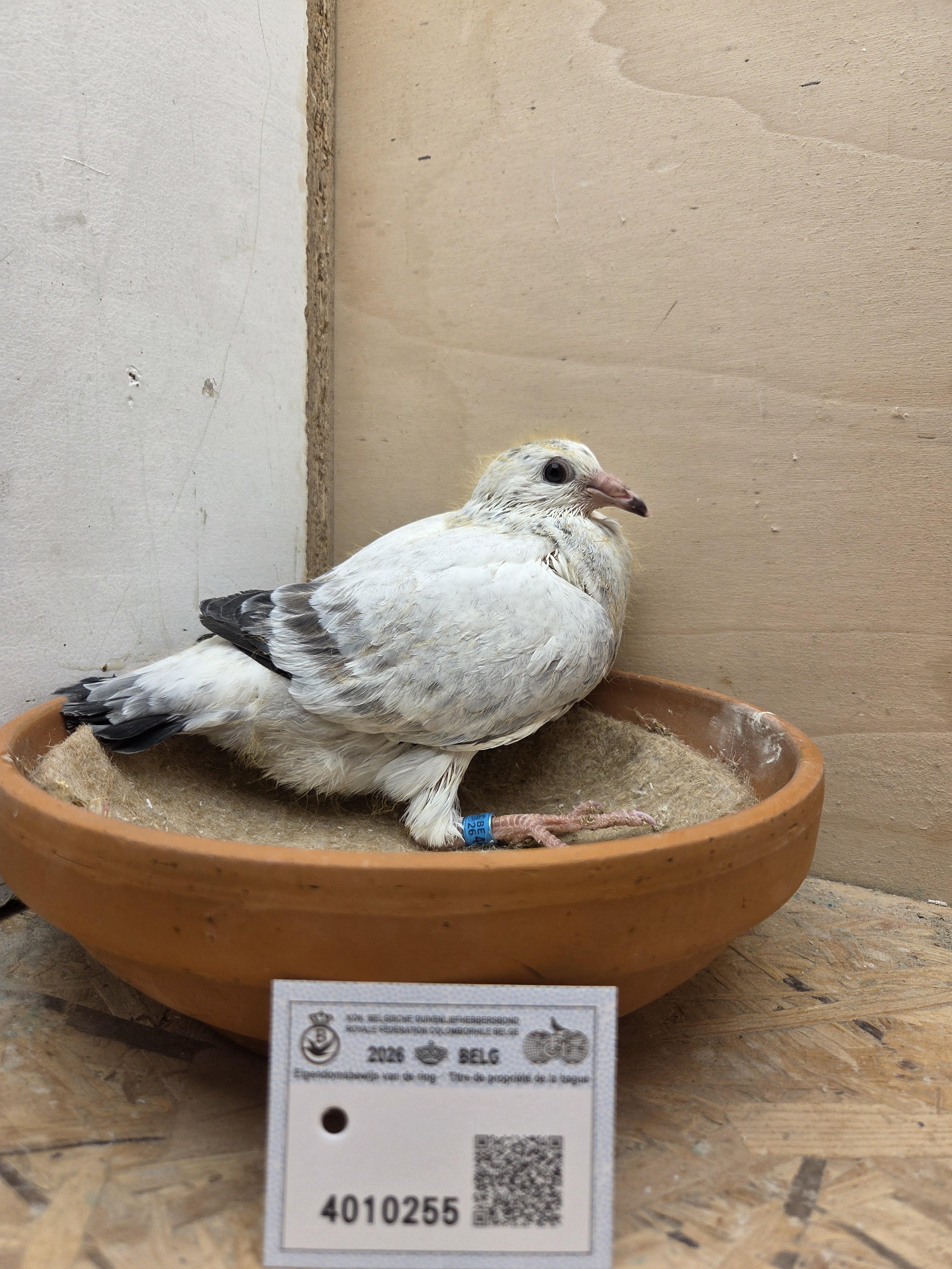 255 - Van Limbergen x Porsche-lijn