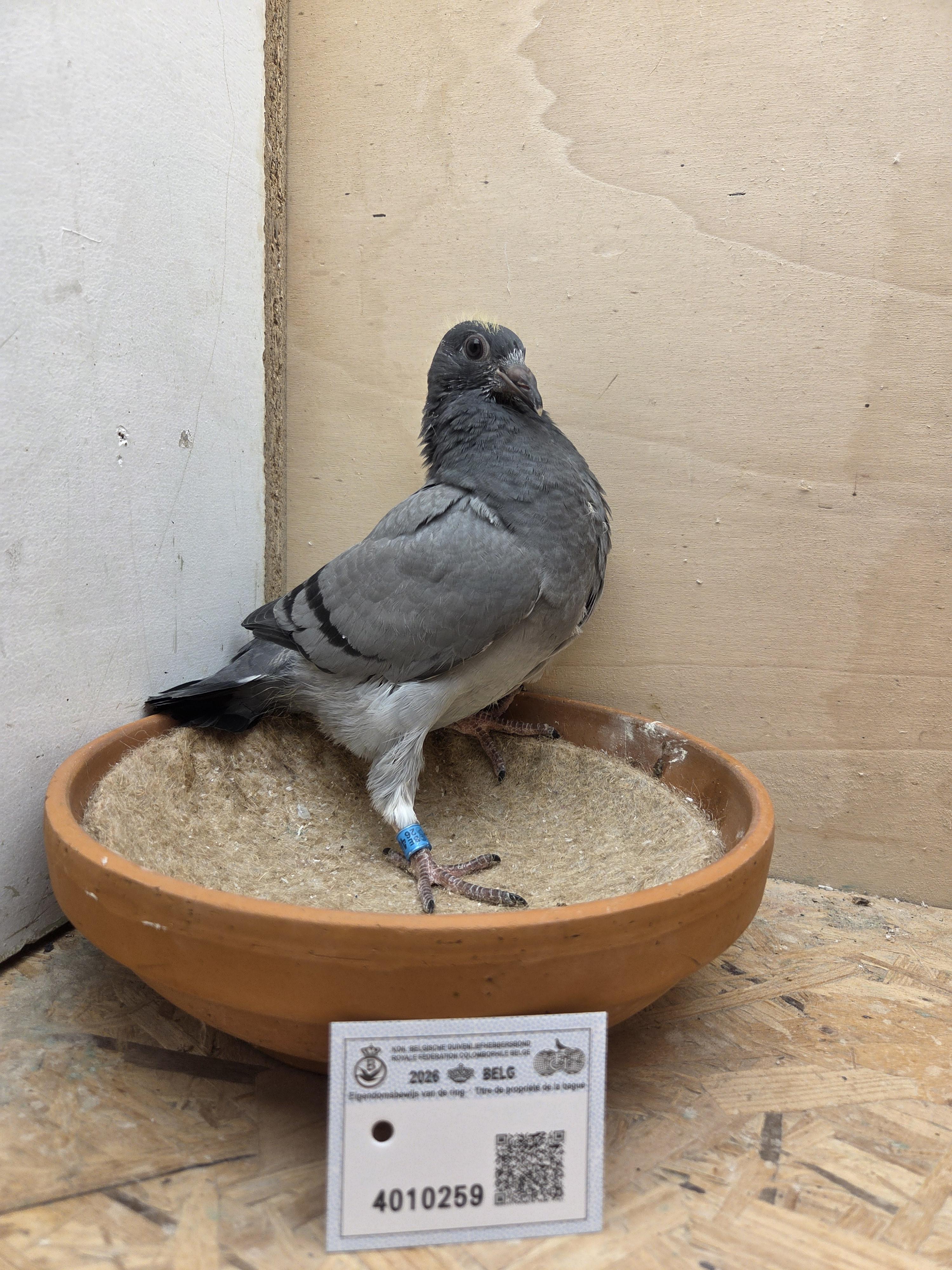 259 - Deprez/Van Limbergen x Porsche-lijn