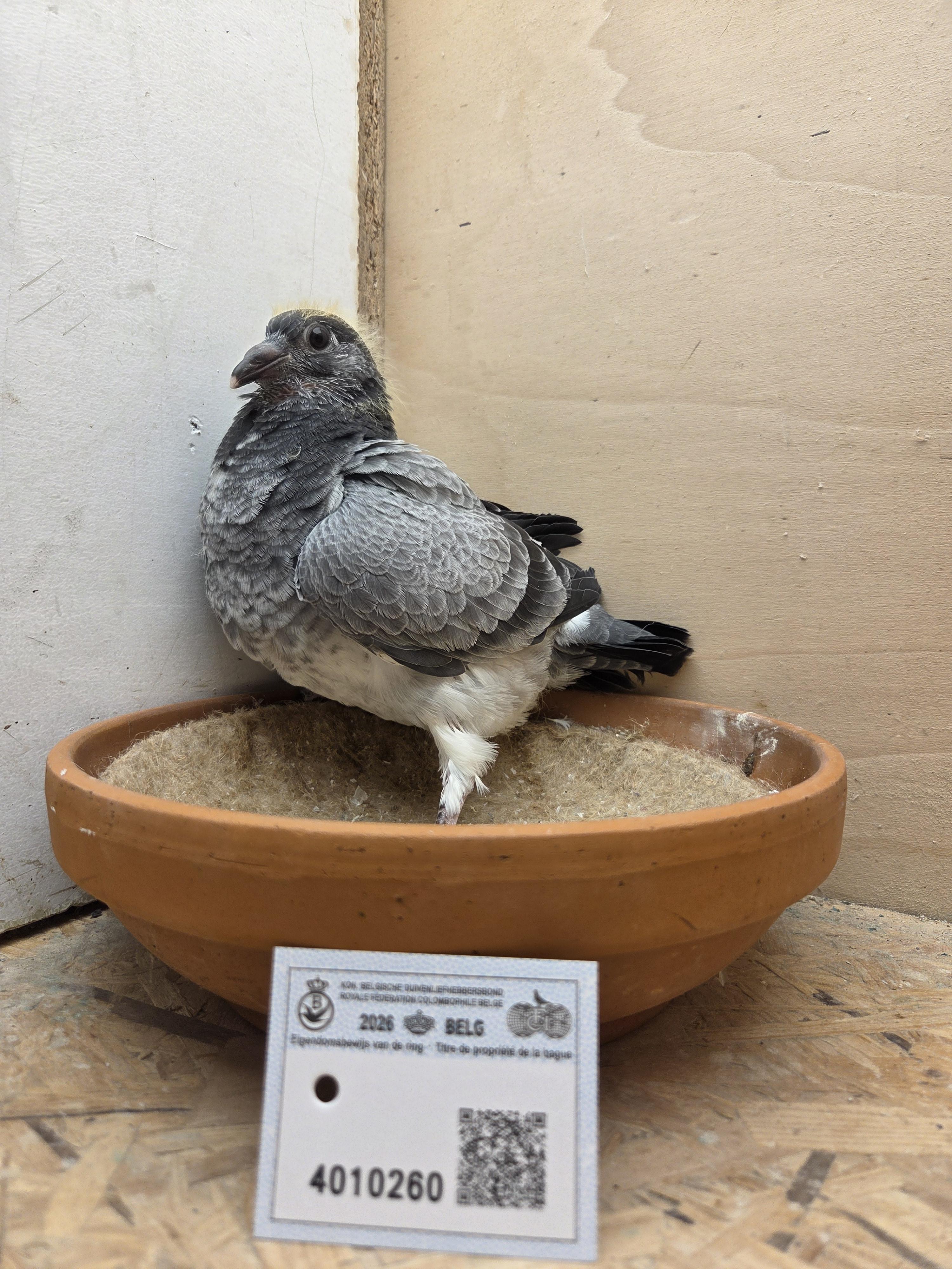 260 - Deprez/Van Limbergen x Porsche-lijn