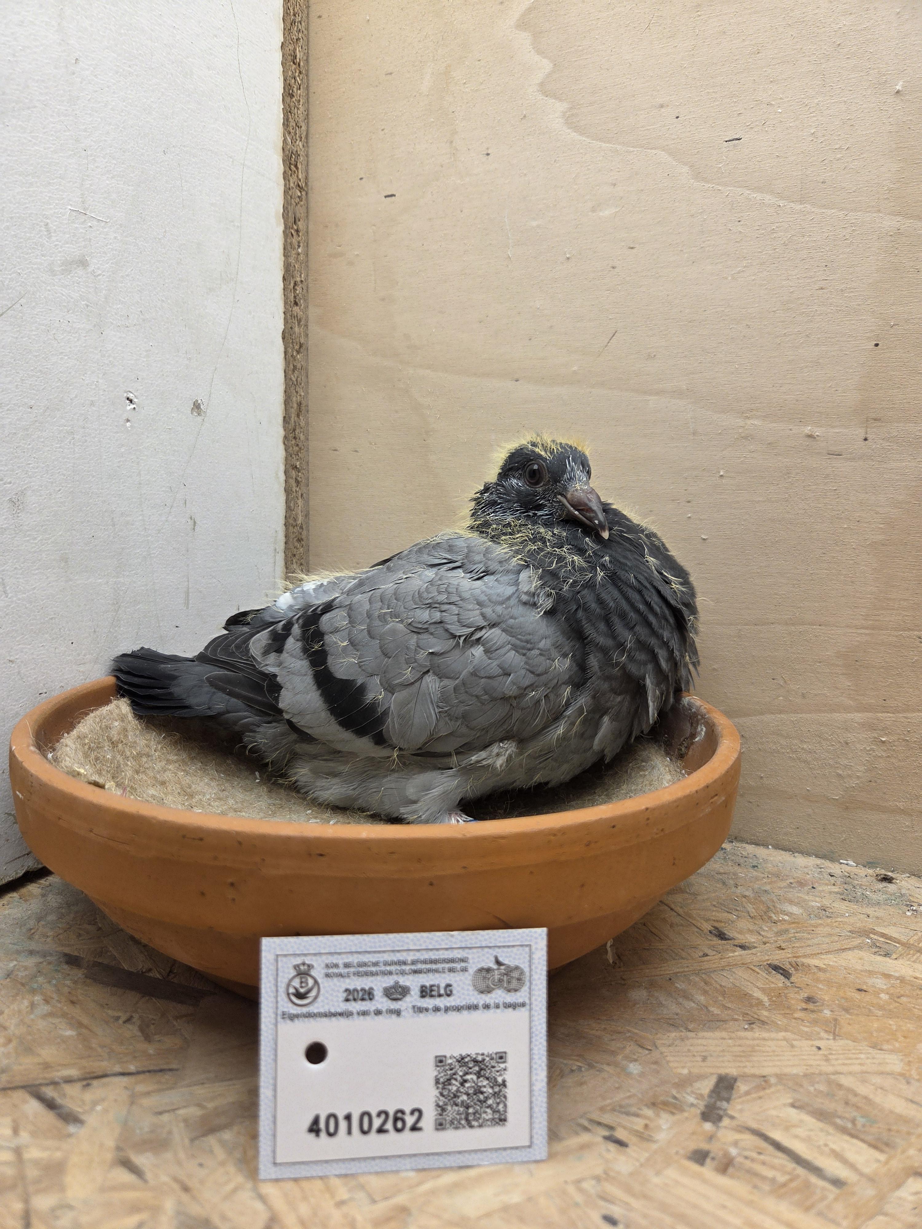 262 - Deprez/Van Limbergen x Porsche-lijn