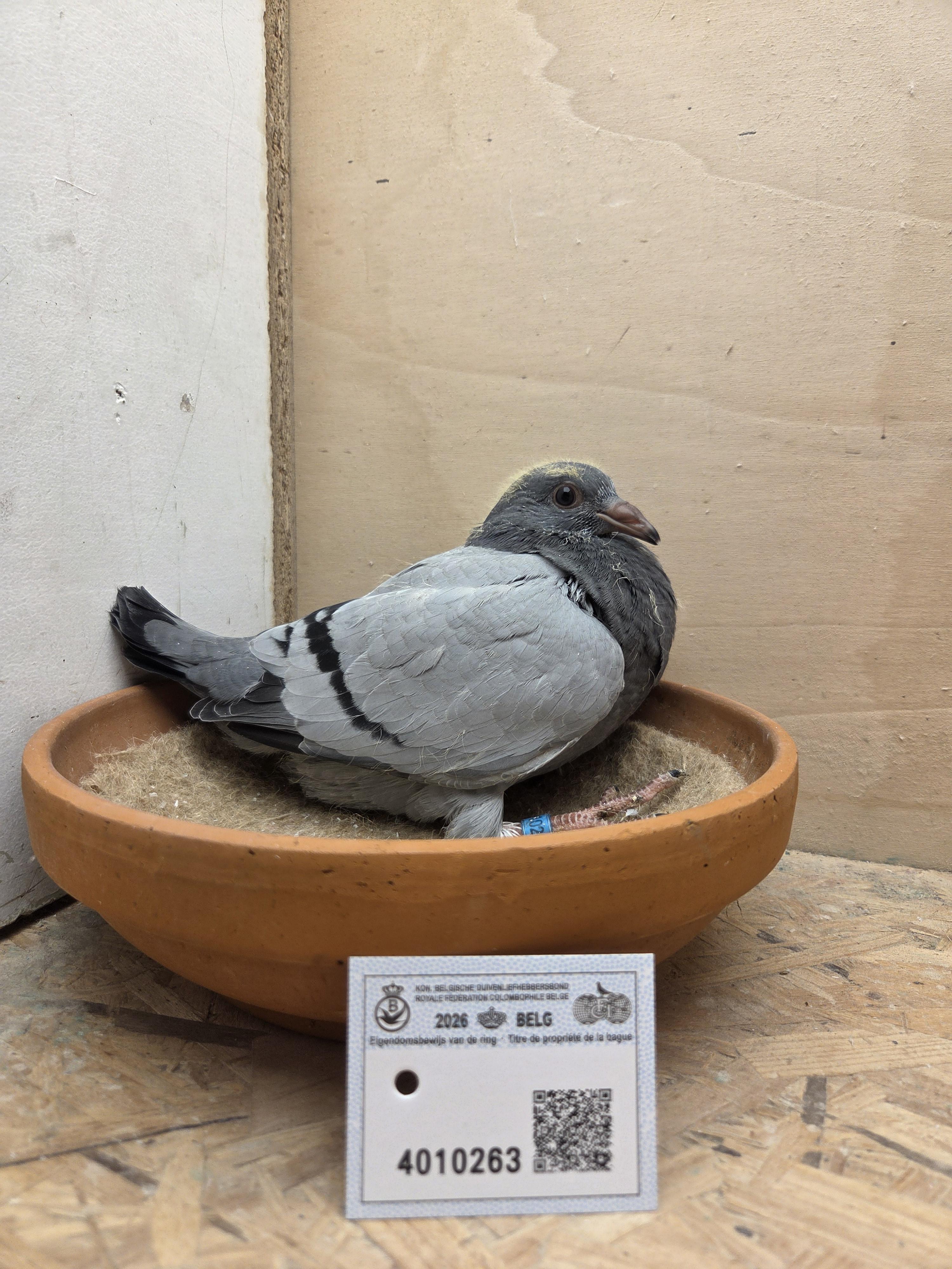 263 - Brans x Van Dijck