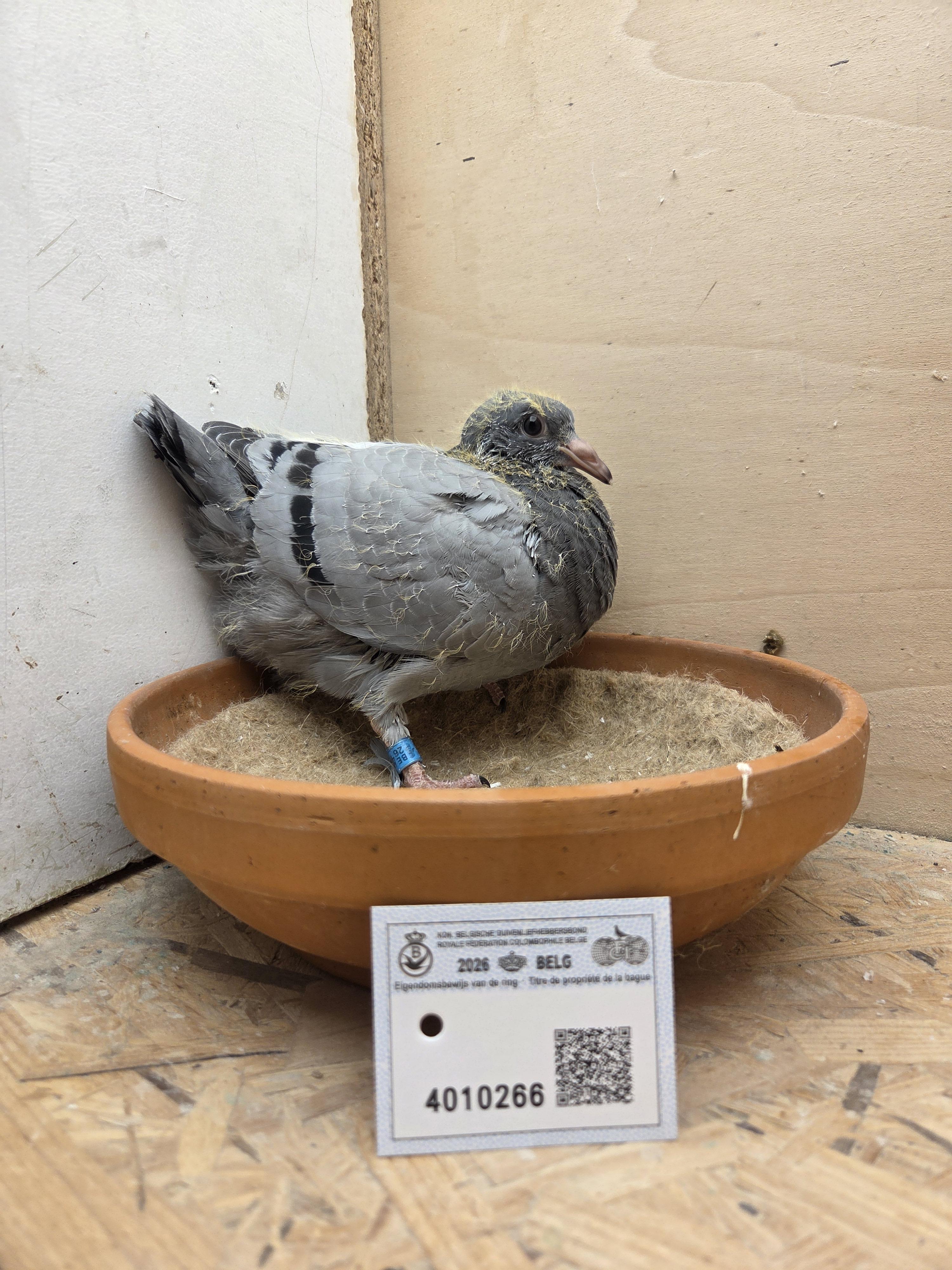 266 - Van Reeth x Van Dijck