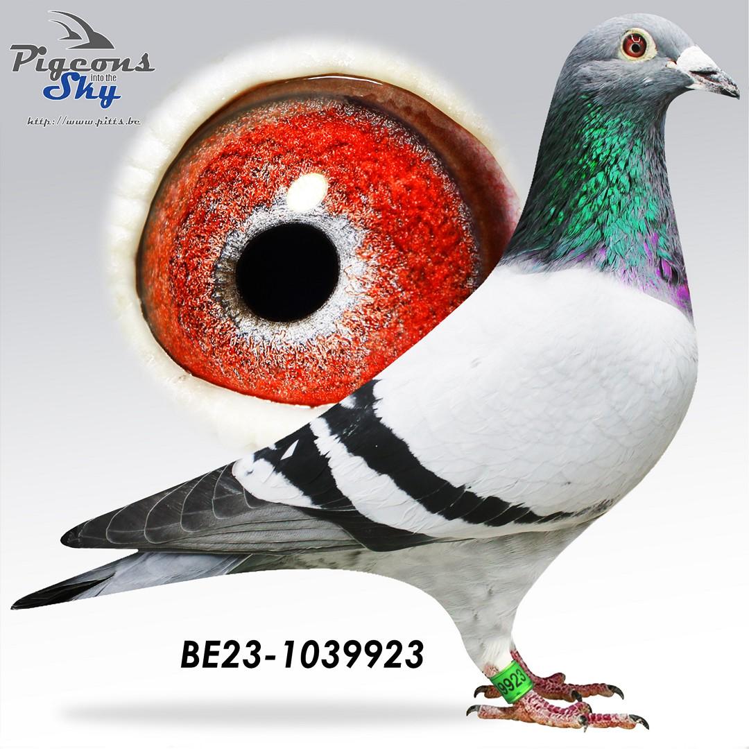 Broer "Le Tulle" : 1° Nat Z C Tulle & 1e Prov Tulle