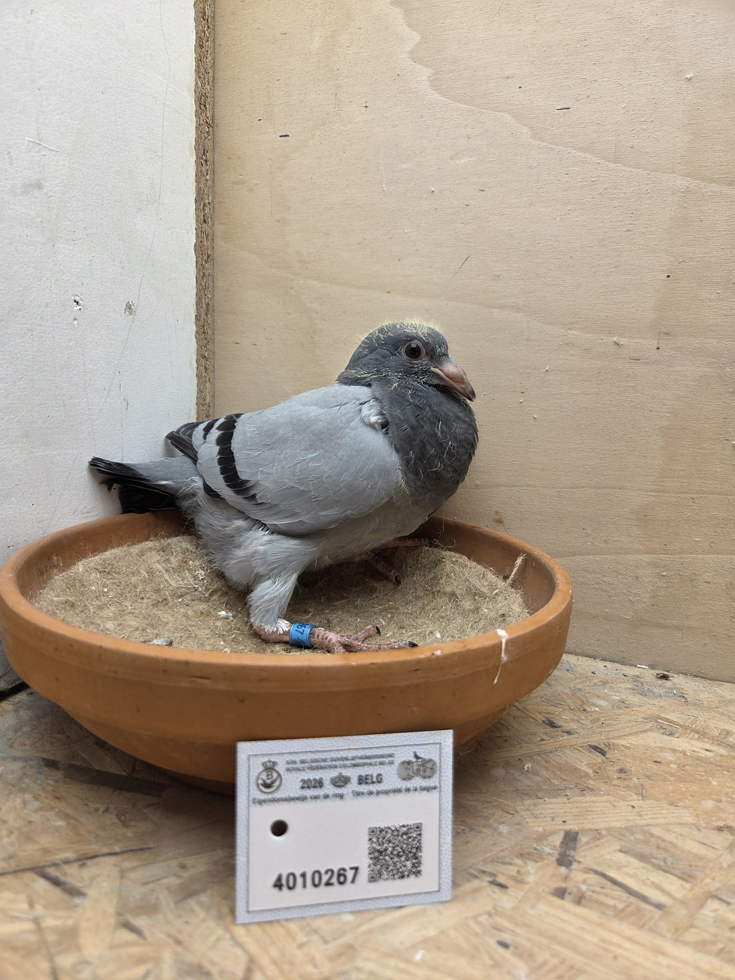 267 - Van Reeth x Van Dijck