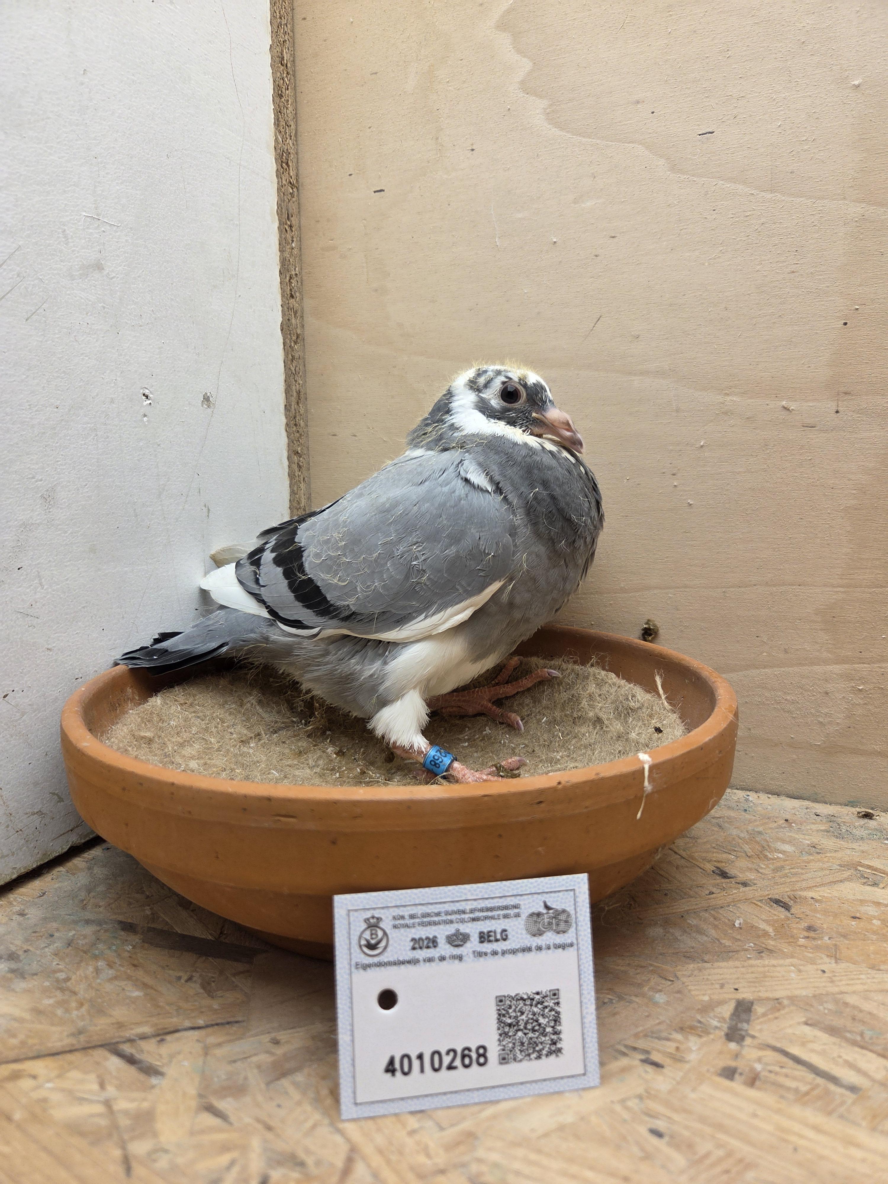 268 - Van Reeth x Van Dijck