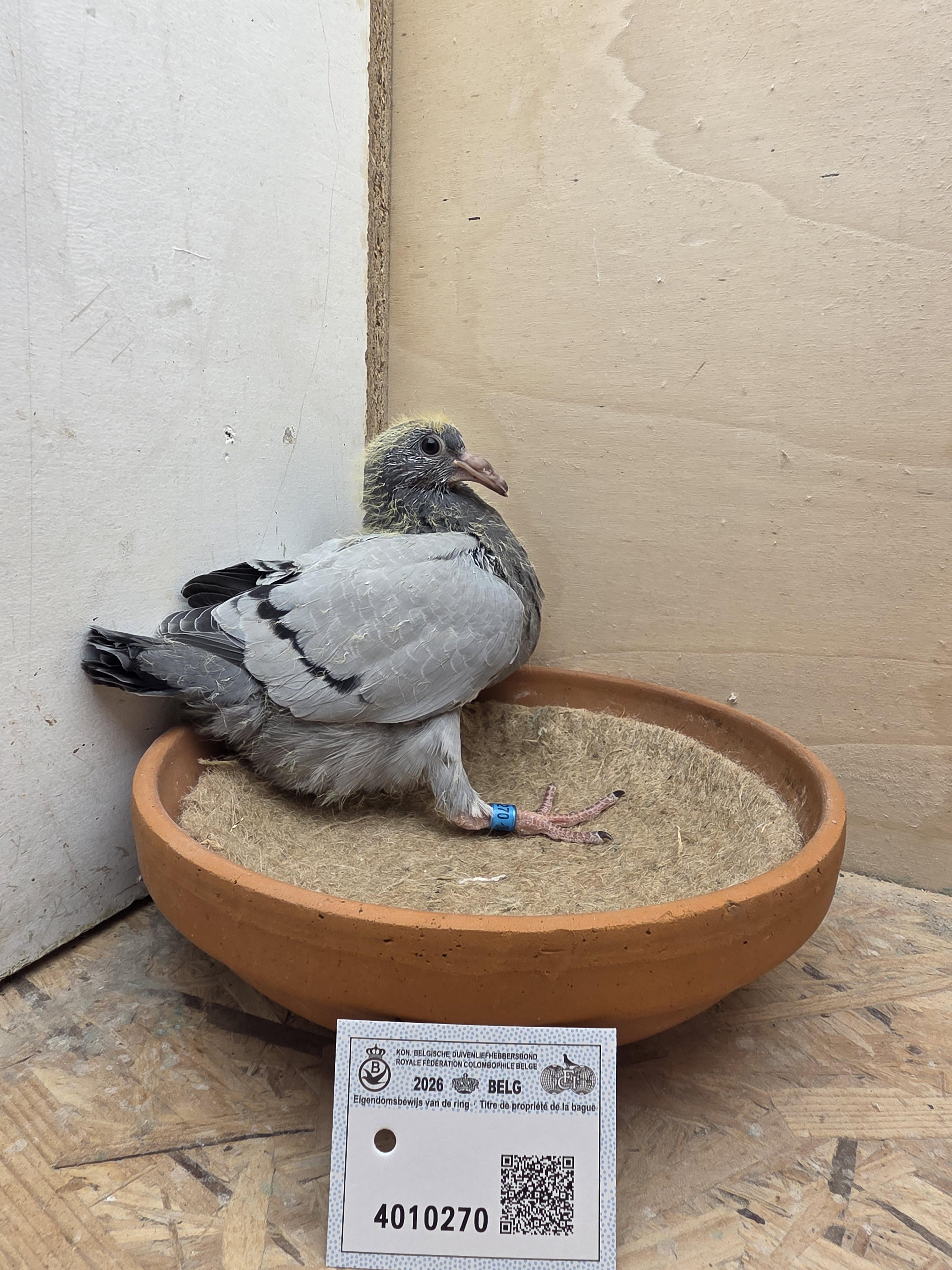 270 - Porsche-lijn x Van Dijck