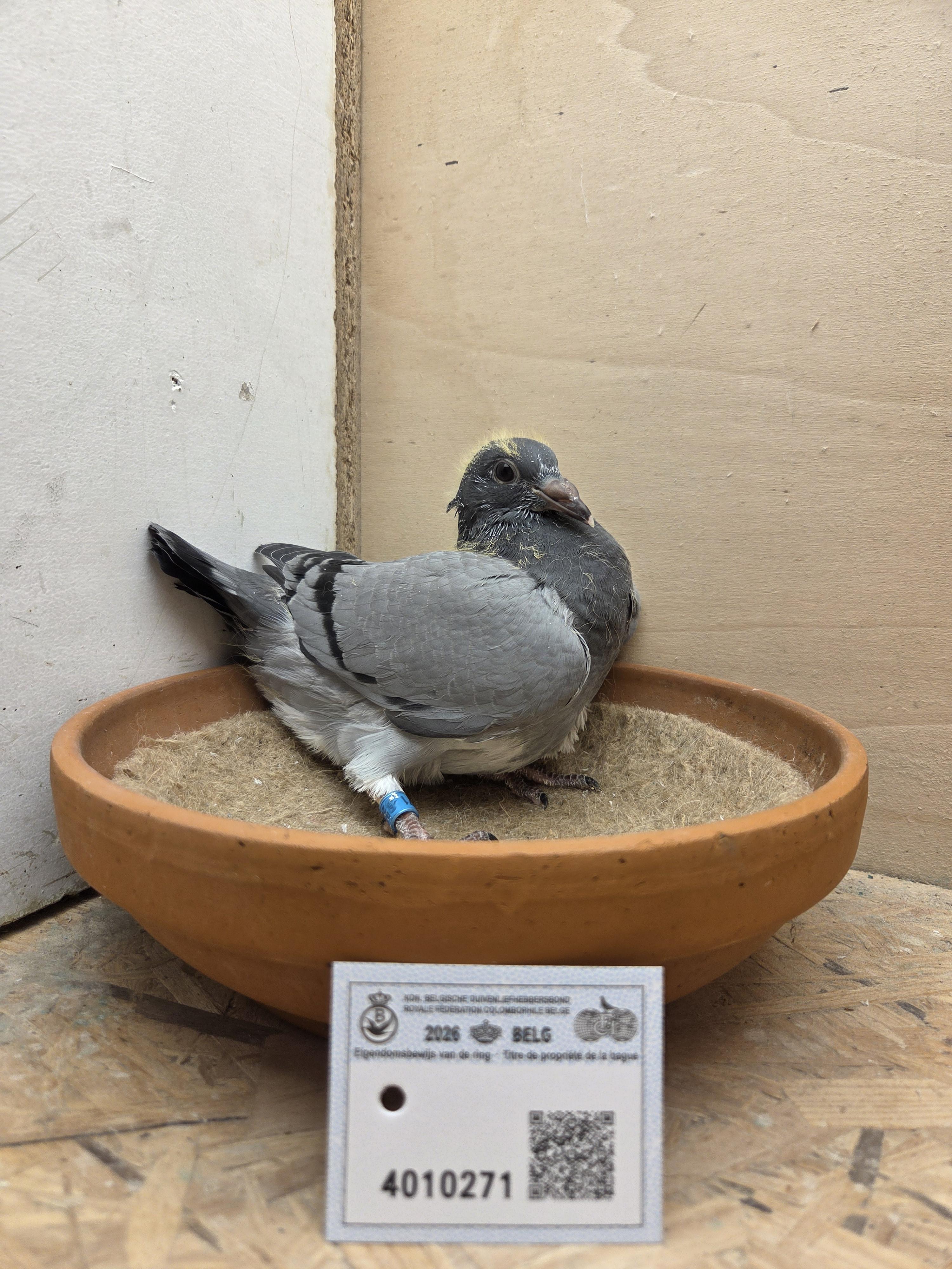 271 - Porsche-lijn Appelmans x Brans